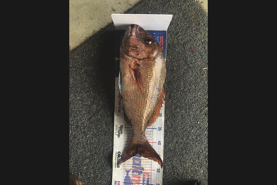 Mark Piskulic caught this 44.0cm Snapper at Northland during The Export NZ Fishing Competition